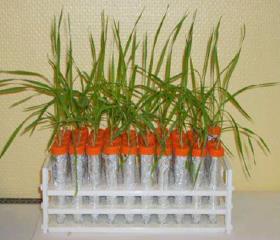 Monitoring TiO2 nanoparticles in plants as a function of soil type