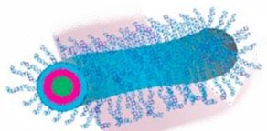 Structural characterization of nanoparticles formed by fluorinated poly(2-oxazoline)-based polyphiles