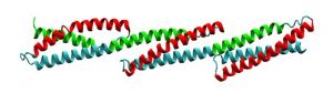 Human Dystrophin Structural Changes upon Binding to Anionic Membrane Lipids