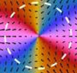 Modélisation quantitative de la dynamique d’un cristal liquide de bactéries