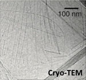 Bacterial Amyloids