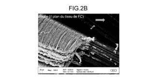 Procédé de croissance de nanotubes de carbone en surface et dans le volume d’un substrat carboné poreux et utilisation pour préparer une électrode