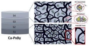 Controlled Loading and Release of Beta-Lactoglobulin in Calcium-Polygalacturonate Hydrogels