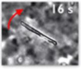 L’interaction entre une protéine amyloïde bactérienne et l’ADN induit une réponse viscoélastique