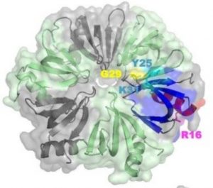 L’interaction entre la protéine Hfq et l’ADN simple brin révèle le rôle d’une protéine amyloïde dans la recombinaison génétique et la réplication