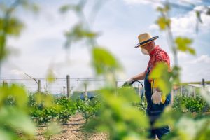 Projet DIONYSOS au NIMBE : vers une solution de biocontrôle efficace contre le mildiou