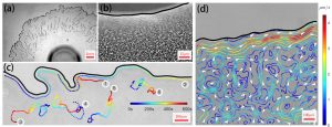 Robust edge flows in bacterial colonies: a topological insulator in living matter?