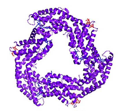 Probing the structural stability of R-phycocyanin under pressure