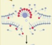 Influence of critical micelle concentration of choline-based long chain fatty acid soaps on their antibacterial activity against Methicillin resistant Staphylococcus aureus