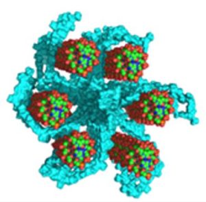 Apport de la diffusion de neutrons à l’identification d’un nouveau mode de compaction de l’ADN