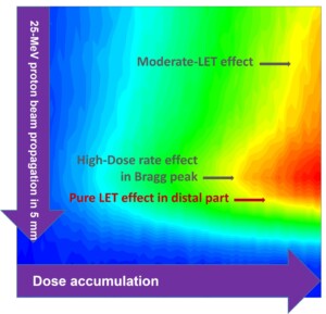 Au c&oelig;ur du pic de Bragg&nbsp;: mieux comprendre la chimie radicalaire induite par les protons