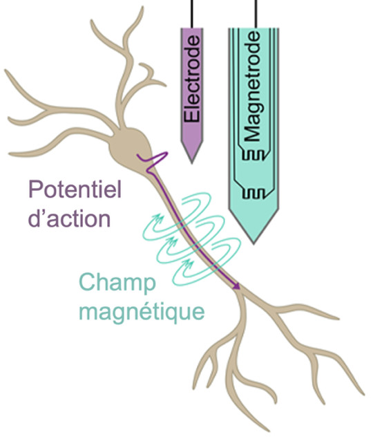 Magnetophysiologie : première mesure in vivo des champs magnétiques des potentiels d’action de neurones uniques