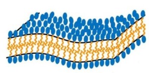 pH-induced transition of sponge-phase nanoparticles to micelles: The case of Leu-enkephalin-squalene lipopeptide prodrug