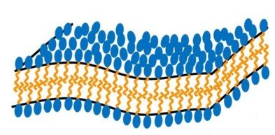 pH-induced transition of sponge-phase nanoparticles to micelles: The case of Leu-enkephalin-squalene lipopeptide prodrug