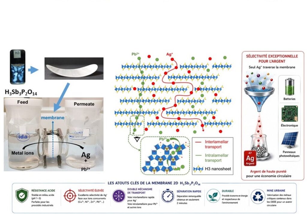 Des nanofeuillets 2D charg&eacute;s ouvrent de nouvelles perspectives pour la s&eacute;paration s&eacute;lective des m&eacute;taux
